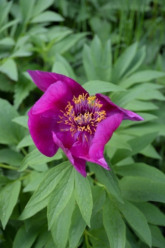 Paeonia officinalis